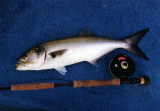 Bluefish