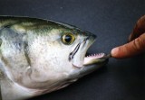 Bluefish Teeth