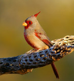 Pyrrhuloxia #4