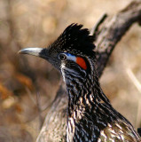 Greater Road Runner #1