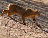 Bobcat #2