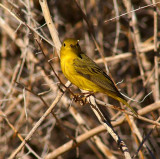 Yellow Warbler