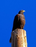 Harris Hawk