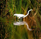 Great Egret