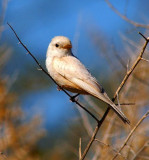 Albino #3
