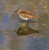 Least Sandpiper #1