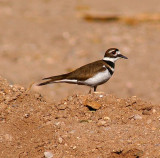 Killdeer