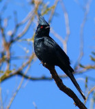 Male Phainopepla