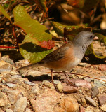 Dark-Eyed Junco