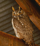 Great Horned Owl