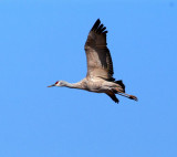 Sandhill Crane #2