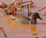 Green-Winged Teal
