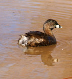 Pied-Billed Grebe