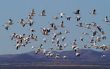 Snow Geese