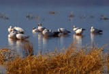 Snow Geese #2