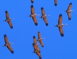 Sandhill Crane #3
