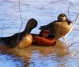 Cinnamon Teals