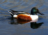 Northern Shoveler