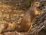 Rock Squirrel