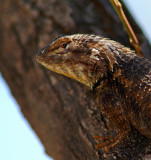 Desert Spiney Lizard