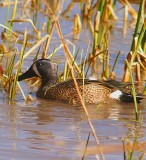Blue-Winged Teal