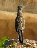 Greater Road Runner