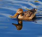 Female Northen Shoveler