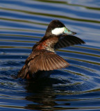 Ruddy Duck #2