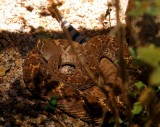 Western Diamondback