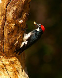 Acorn Woodpecker