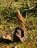 Curve-billed Thrasher