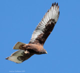 Dark Morph Ferruginous Hawk