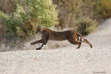 Bobcat