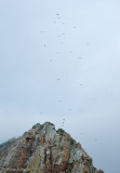 Vale Gier C1D3_24782.jpg