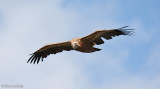 Vale Gier C1D3_24917.jpg