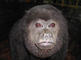 Mono Congo - Howler Monkey
