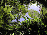 Rainforest Canopy