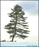 Lone Pine, Cherry Springs Dark Sky Park