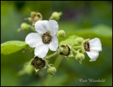 White Flowering Raspberry-color variation