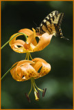 Turks-Cap Lily