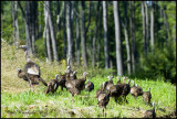 Turkey flock