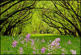 Flowered canopy