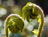 Interrupted fern.