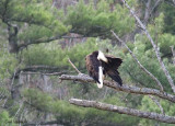Eagle preening