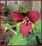 Red Trillium