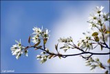 Branch of Juneberry tree