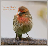 House Finch