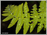 Fern frond