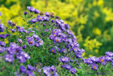 New England Asters & Goldenrod