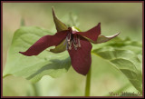 Red or Nodding Trillium